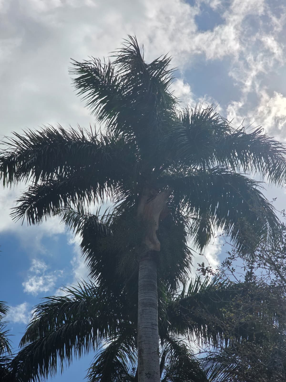 Palm tree before professional trimming service by Nacky Tree Services
